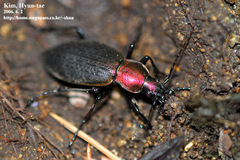 Carabus jankowskii