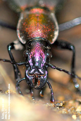 Carabus jankowskii