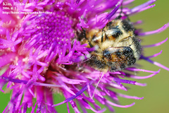 Lasiotrichius succinctus