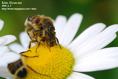 Lasiotrichius succinctus