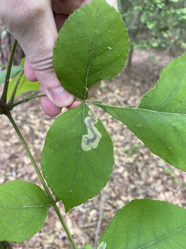 Pecan Leafminer Moth photo 3