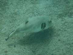Arothron immaculatus