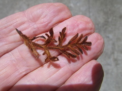Pelargonium auritum auritum