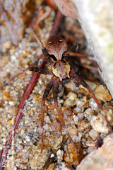 Dolomedes nigrimaculatus