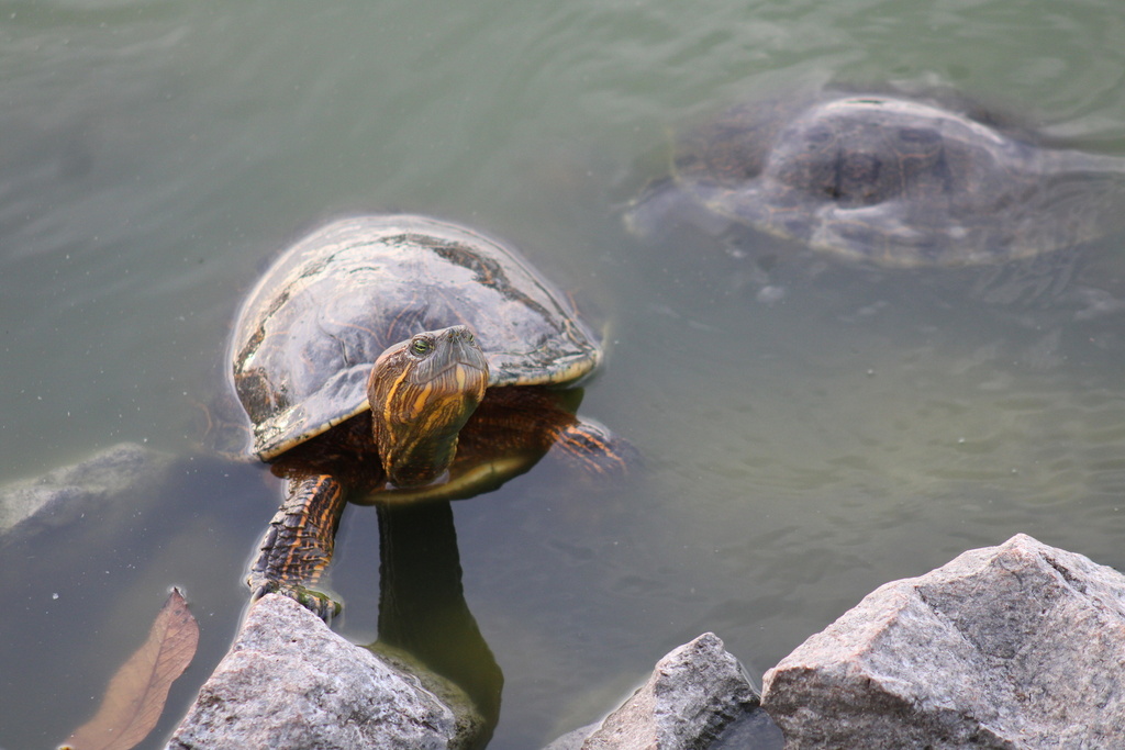 Ornate Slider in May 2023 by verorico · iNaturalist