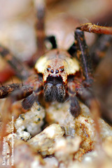 Dolomedes nigrimaculatus