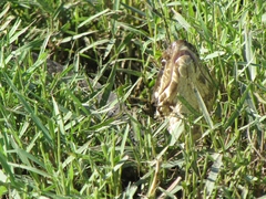 Agkistrodon piscivorus