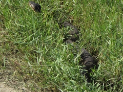 Agkistrodon piscivorus