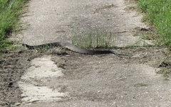 Agkistrodon piscivorus