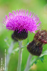 Cirsium japonicum