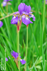 Iris sanguinea