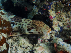 Indonesian Speckled Carpet Shark photo 5