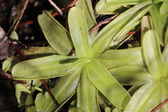 Pinguicula primuliflora