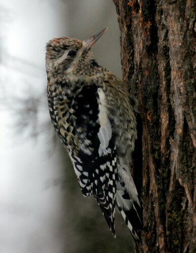 Yellow-bellied Sapsucker, photo 10 of 10