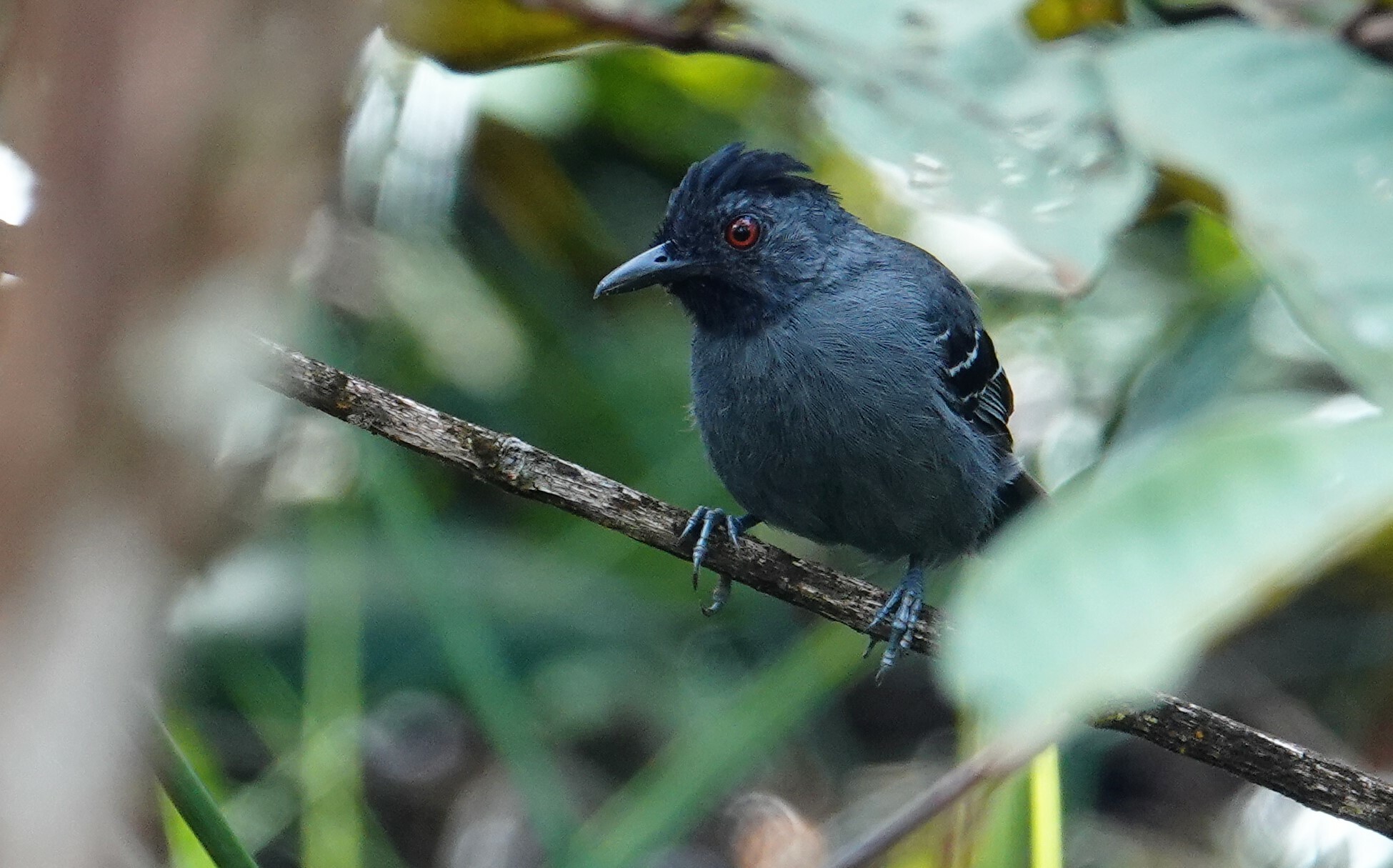 Black-headed Antbird illustration