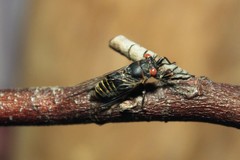 Popplepsalta notialis