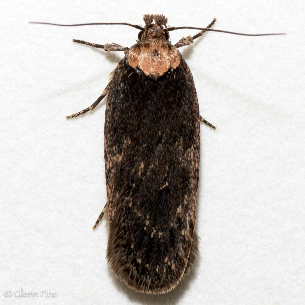 Depressaria moya