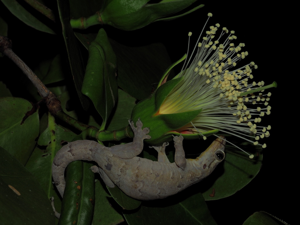 Papua Dtella