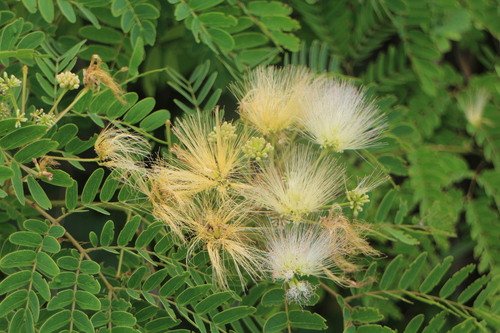 Albizia kalkora iNat (3)