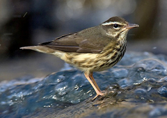 Louisiana Waterthrush photo 4