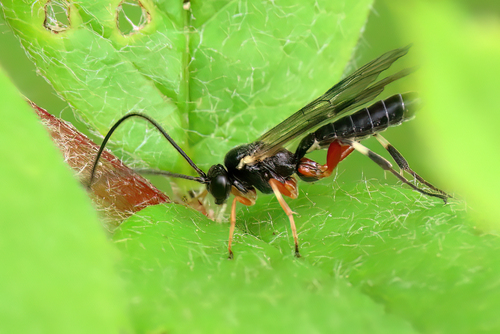 Pimpla insignatoria · iNaturalist