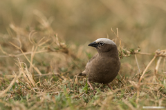 Pseudonigrita arnaudi