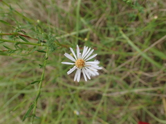 Symphyotrichum simmondsii