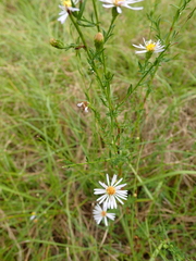 Symphyotrichum simmondsii