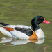 Common Shelduck - Photo (c) Allan Hopkins, some rights reserved (CC BY-NC-ND)