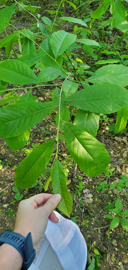 common pawpaw from Canton, GA, USA on May 3, 2023 at 06:54 PM by ...
