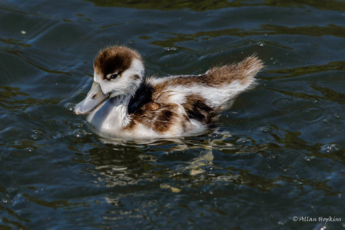 Common Shelduck, photo 9 of 10