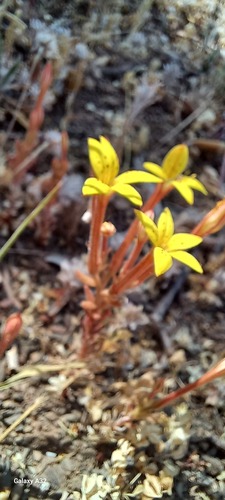 Pistorinia breviflora