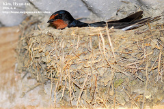 Hirundo rustica gutturalis