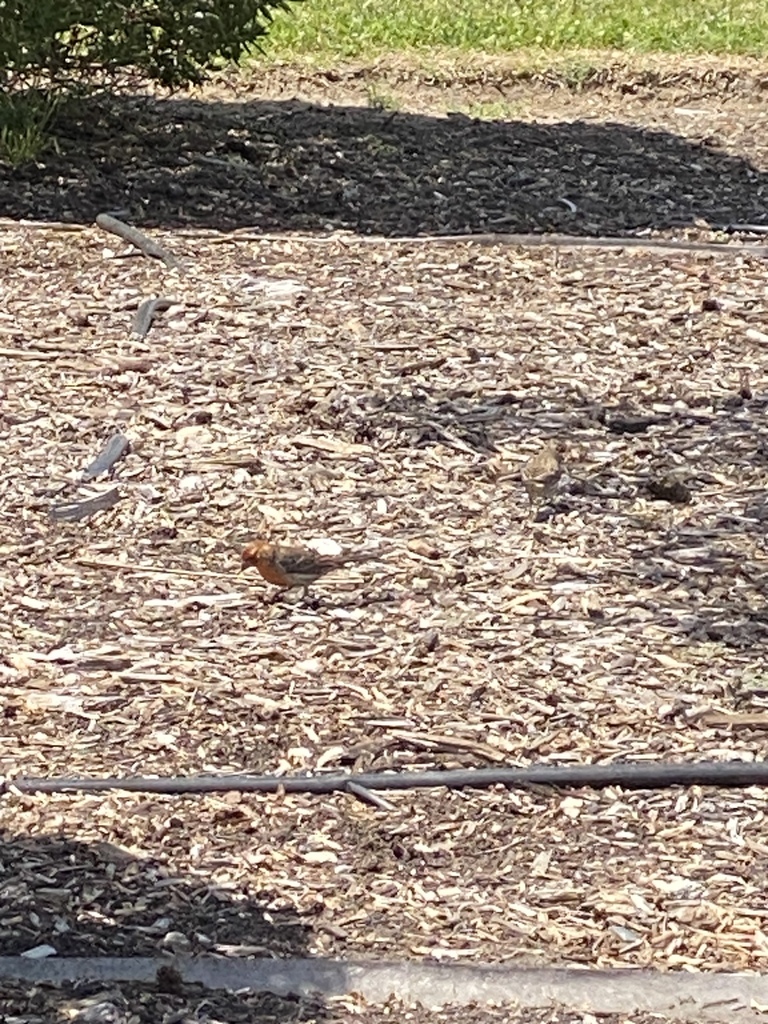 House Finch from Norwalk, CA, USA on April 23, 2023 at 12:44 PM by ...