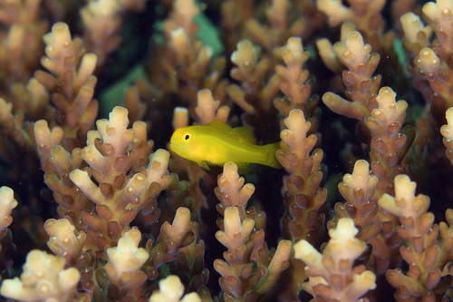 Yellow clown goby (Gobiodon okinawae) — Gobiidae — 4