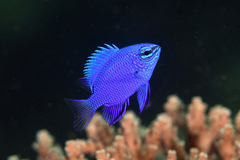 Melanesian Blue Devil photo 3