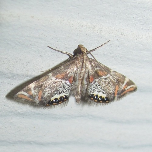Jalisco Petrophila