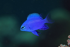 Melanesian Blue Devil photo 2