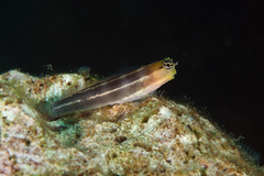 White-Lined Coralblenny photo 5