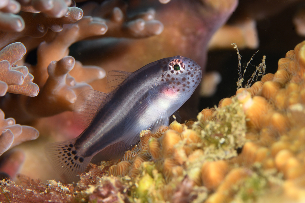 Head and Tailspotted Coralgoby