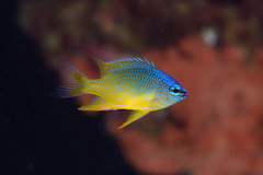 Papuan Damselfish photo 2