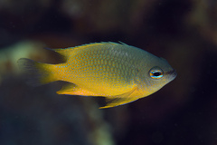 Papuan Damselfish photo 1