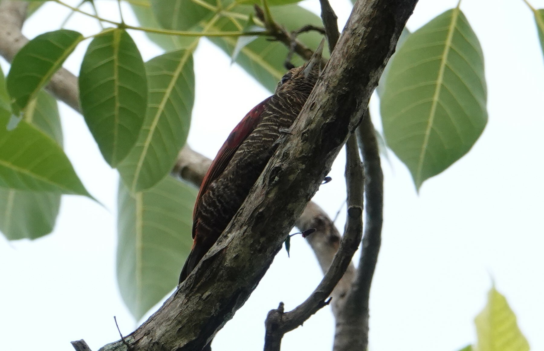 Blood-colored Woodpecker (Veniliornis sanguineus), photo 7