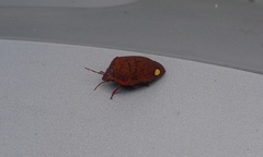Solenosthedium bilunatum