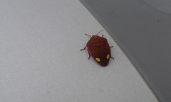 Solenosthedium bilunatum