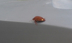 Solenosthedium bilunatum