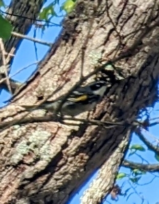 Myrtle Warbler photographed in Missouri