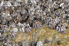 Fistulobalanus albicostatus