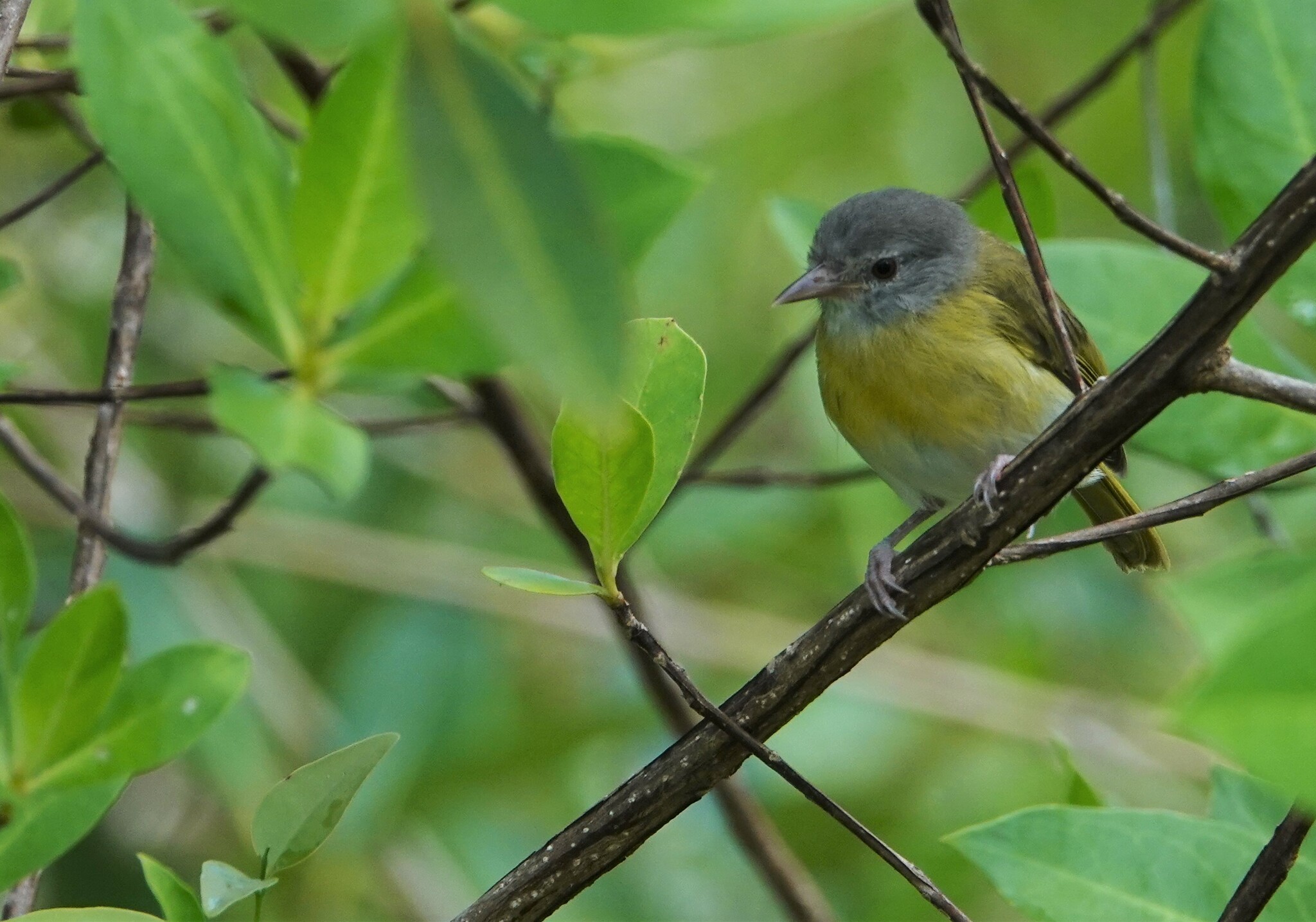 Ashy-headed Greenlet (Hylophilus pectoralis), photo 5