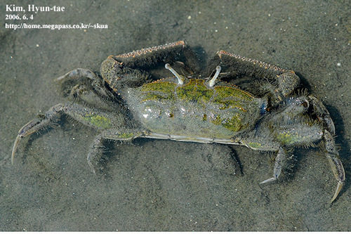 Macrophthalmus abbreviatus